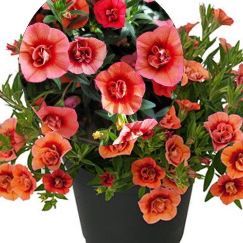 Calibrachoa UNIQUE 'Double Salmon' - Puispetuunia UNIQUE 'Double Salmon' P9/0,55L